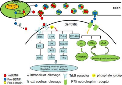 The role of brain derived neurotrophic factor in central nervous system